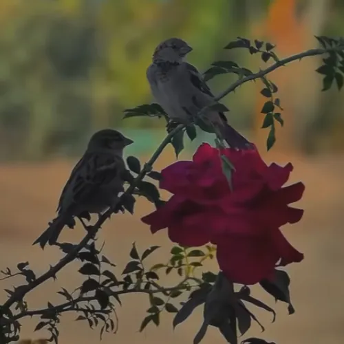 Pakistani shayari group WhatsApp